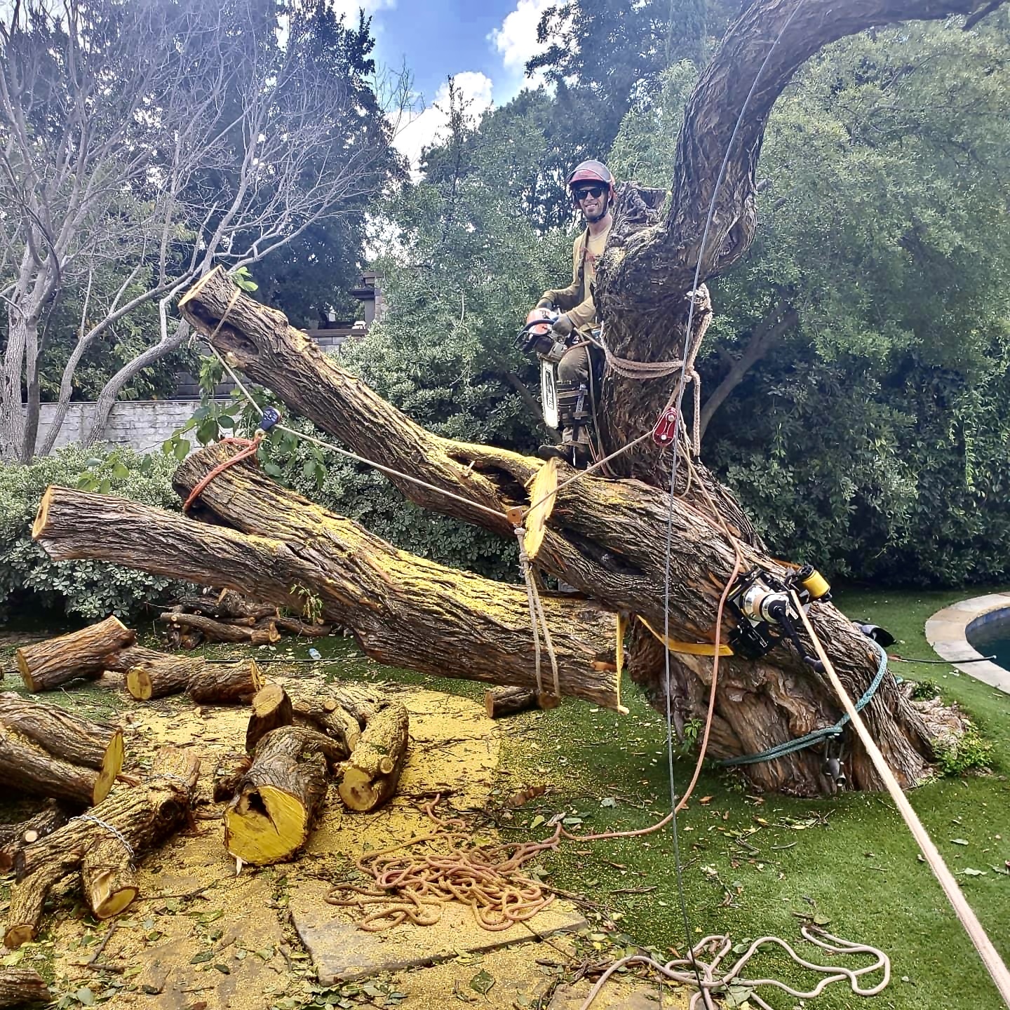 Richard Lavery - Professional Tree Services in Dallas, TX