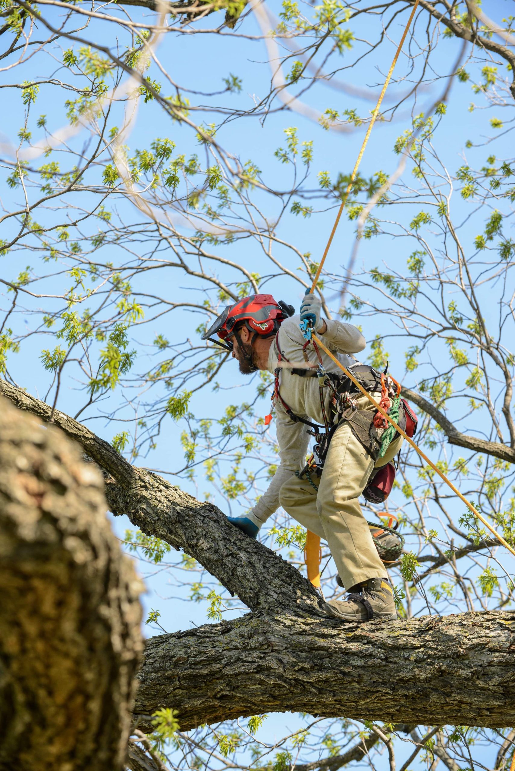 Richard Lavery - Tree Services In Dallas, TX