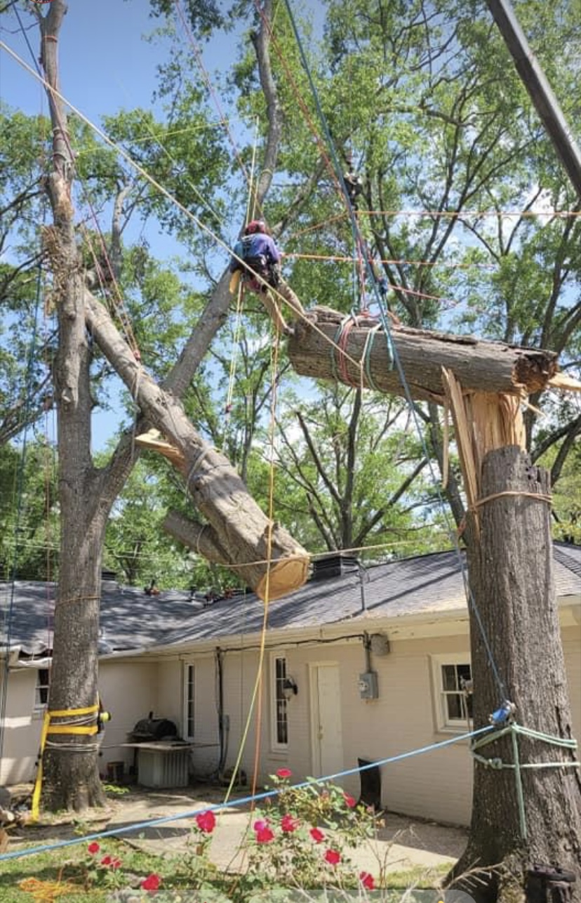 ISA-certified arborist Richard Lavery